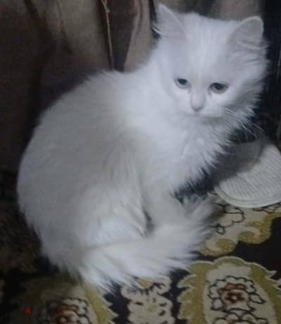 للتبنى