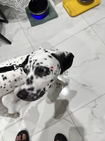 For adoption