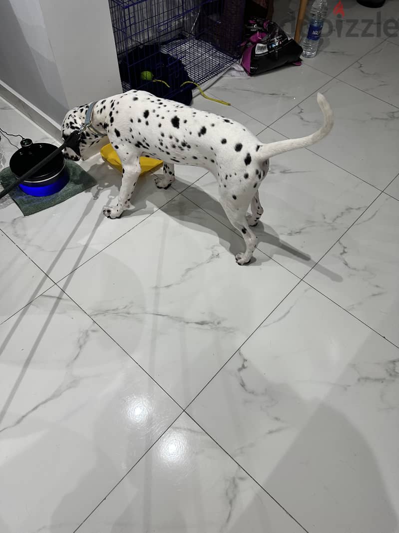 For adoption 1
