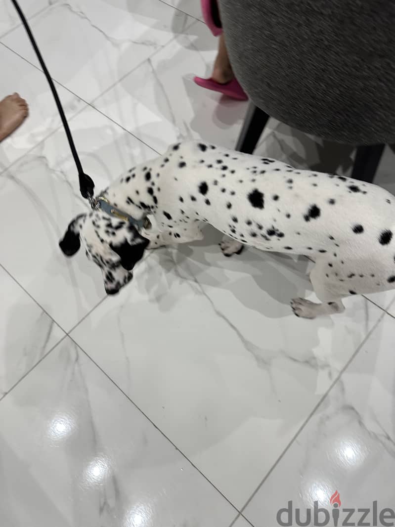For adoption 2