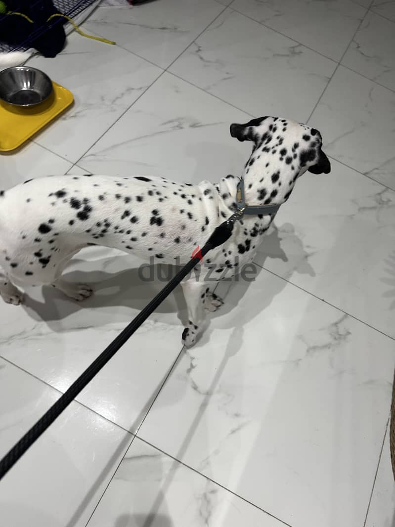 For adoption 3