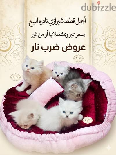 قطط شيرازي