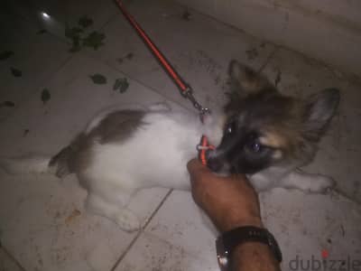 كلبه للبيع  معاها تطعيمات
