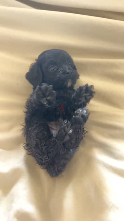 Poodle Puppy looking for home