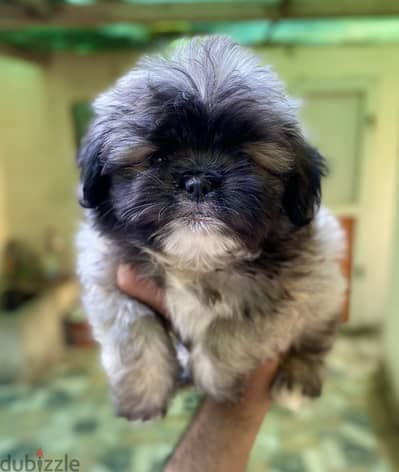 Shih Tzu شيتزو