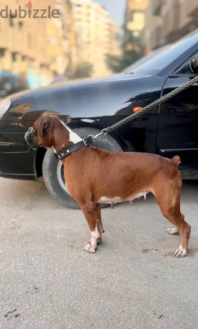 Boxer female - بوكسر