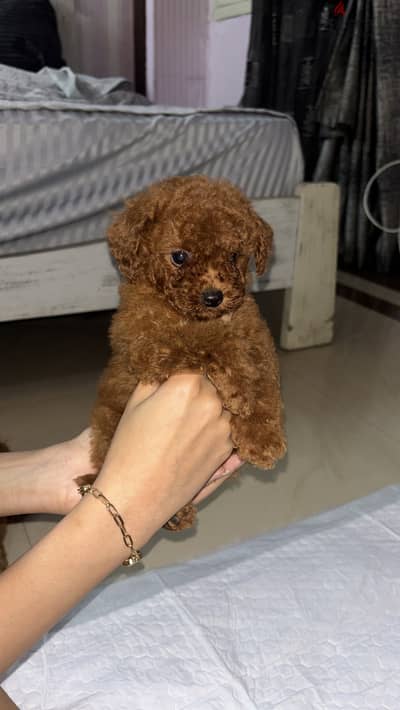 Pure teacup puddle for sale , 45 days
