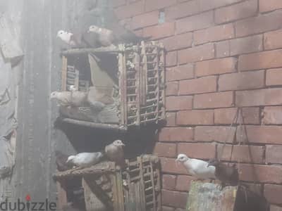 أزواج يمام امرى ممتازه
