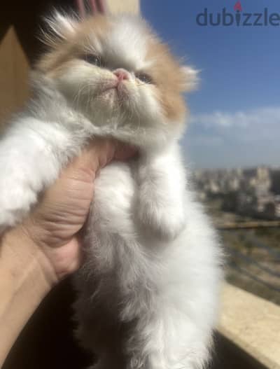 ولد فان ريد