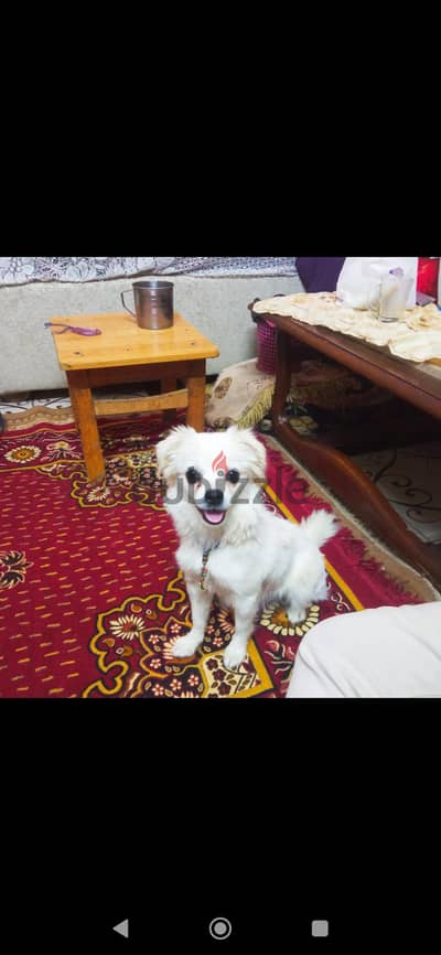 بنوتة قمورة للبيع