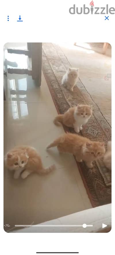 قطقوطه  شيرازي مون فيس الي  فيها ابيض ومشمشي