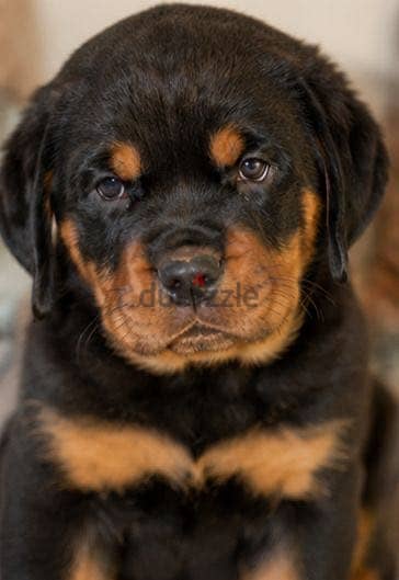 Rottweiler  female