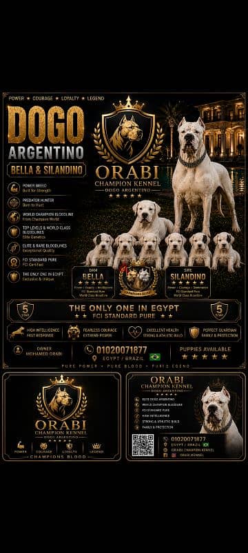 FCI Type Dogo Argentino Puppies | Brazilian Bloodlines | 45 Days Old