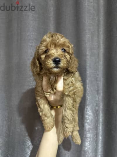 Toy poodle puppies