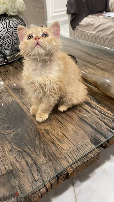 little baby 3 months old