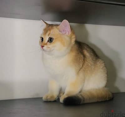 Scottish cat Gold Ny12 قط سكوتش ستريت جولد