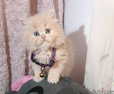 قطه هيمالايا