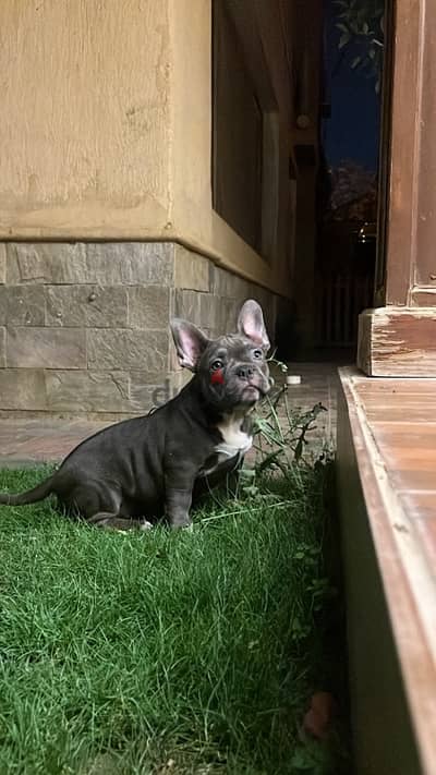 American Bully