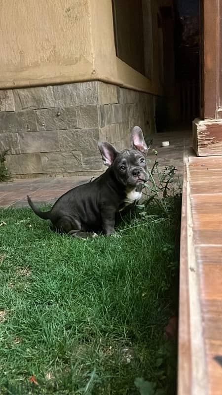 American Bully 1