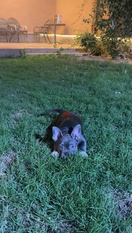 American Bully 2