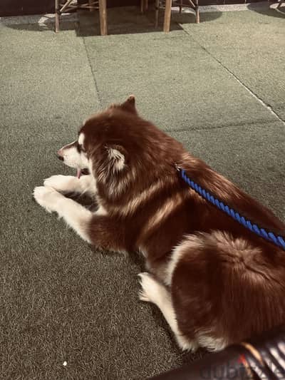 Alaskan malamute puppies