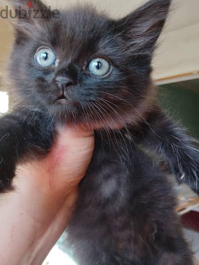 Himalayan Kittens