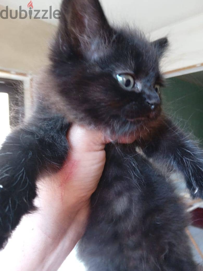 Himalayan Kittens 2