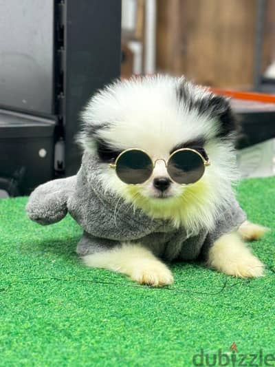 pomeranian بومارنين