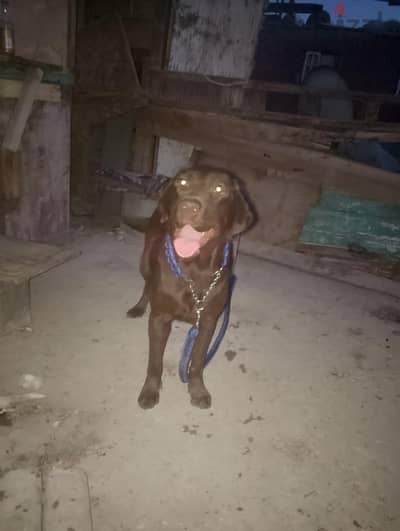 chocolate Labrador