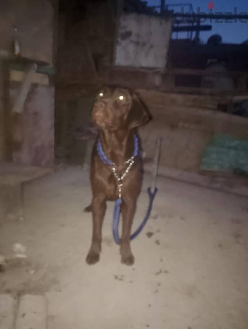 chocolate Labrador 1