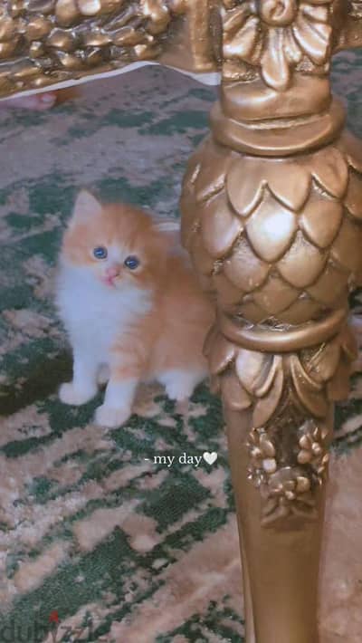 بنت وولد شيرازى