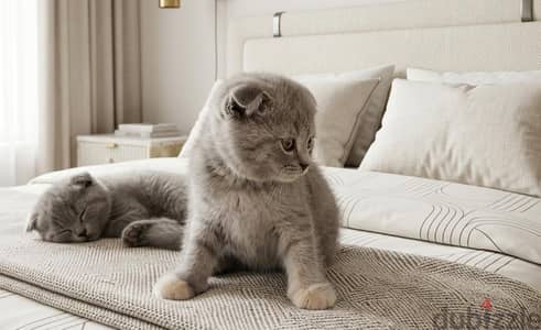 Scottish Kittens Available – Imported Bloodline