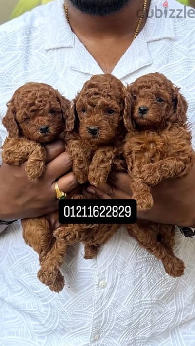 toy poodle puppies توي بودل