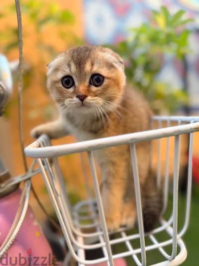 Scottish triple fold kitten