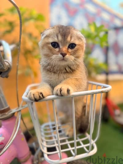 Scottish triple fold kitten