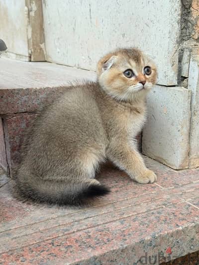 Scottish triple fold kitten