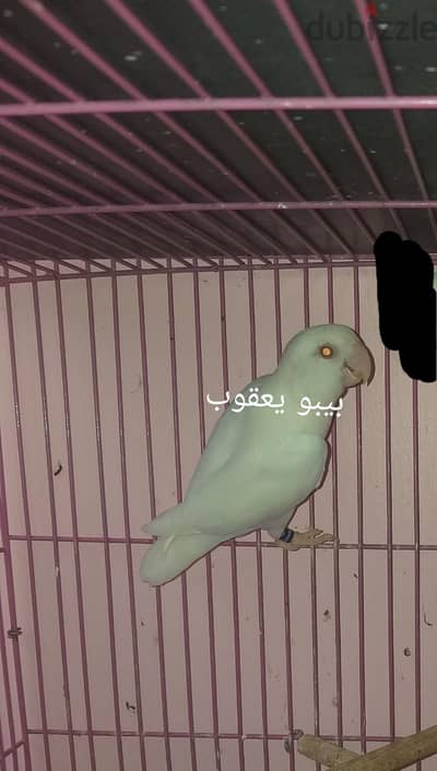 قص بال فالو اوبلاين مع فروخ