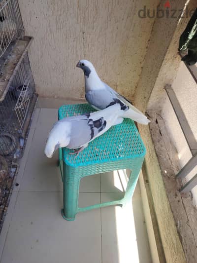 للبيع زغلولين بلق خضر