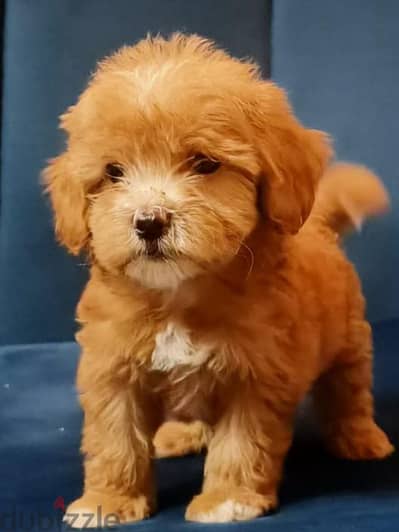 maltipoo & poodle