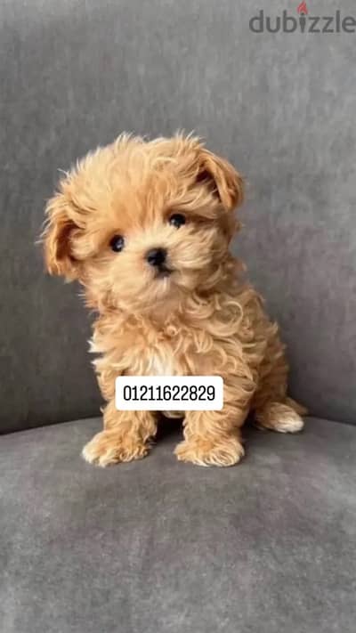 poodle x maltipoo مالتيبو