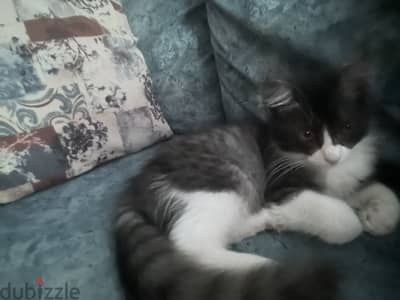 Kitten for adaption