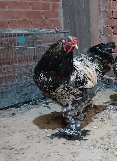 ديك براهما عملاق اسبرايد