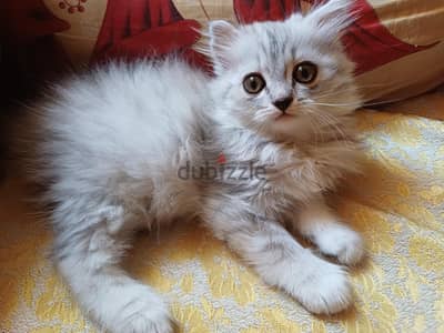 شرازي ٦٠ يوم للبيع