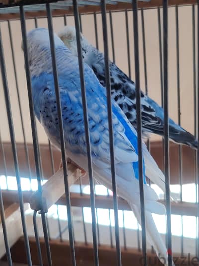 عصافير اسبانجل