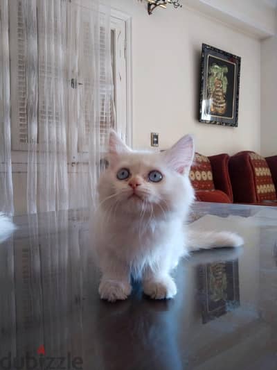 قط هيمالايا للبيع Himalaya cat for sale