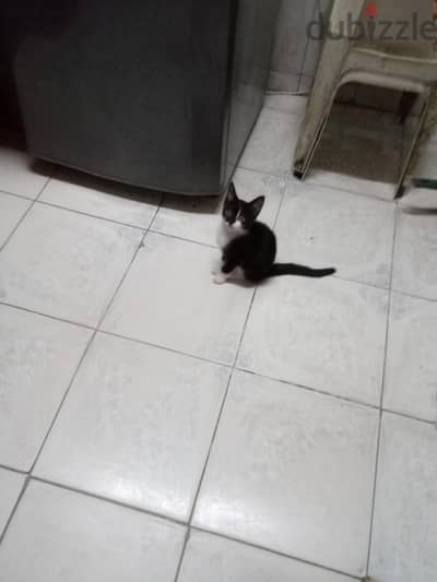 قط شيرازى صغير للتبنى.