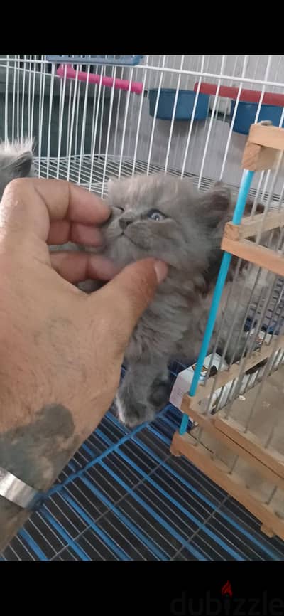 قطط شيرازي
