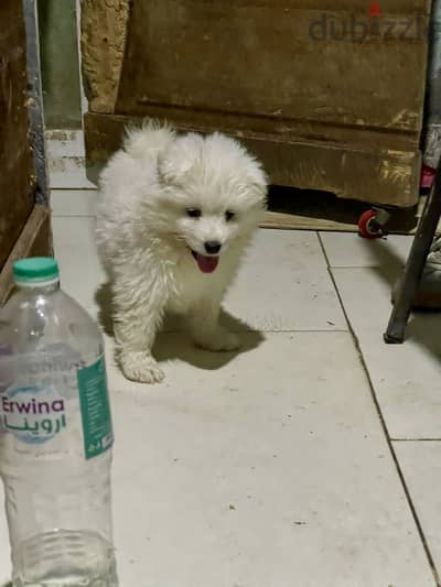 Samoyed سامويد
