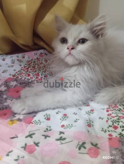 قطط البيع ب ٨٠٠ قابل للتفاوض