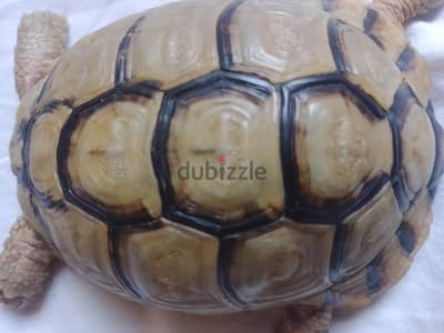 ولد مصري بالغ جاهز للتزاوج